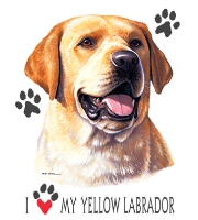 Yellow lab