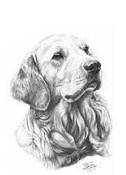 Golden retriever