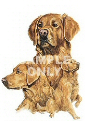Golden retriever group