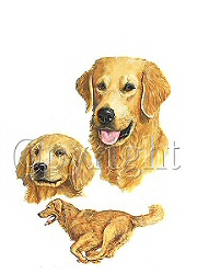 Golden retrievers