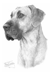 Great Dane 