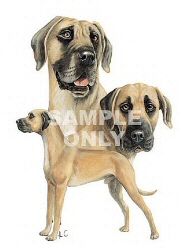 Great Dane group