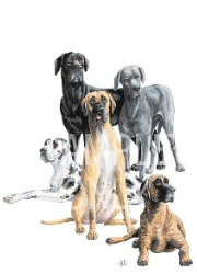 Great Danes