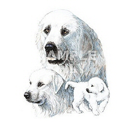 Great Pyrenees group