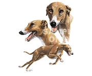 Greyhounds