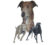 Three greyhounds