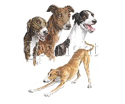 Greyhound group