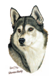 Husky