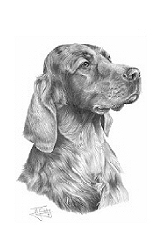 Irish setter study