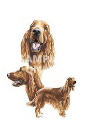 Irish setters