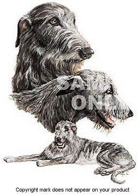 Irish wolfhound - 388