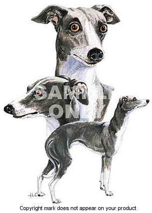 Italian greyhound - 387