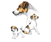 Jack Russell group