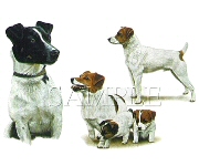 Jack Russell terriers