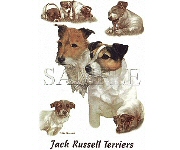 Jack Russells