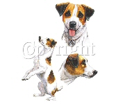 Three Jack Russells