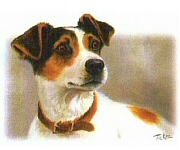 Jack Russell 