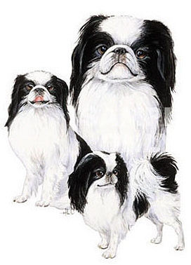 Japanese chin - 389