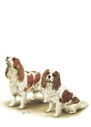 King Charles 