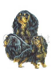 King Charles spaniels