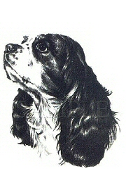 King Charles spaniel