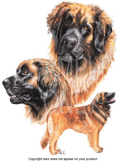 Leonberger - 428