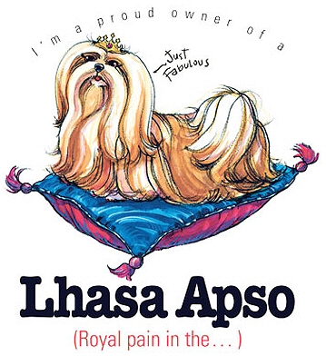 Llasa Apso - 6458