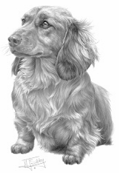 Longhaired dachshund - 13270