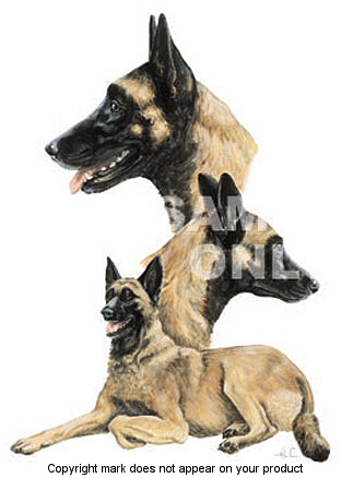 Malinois - 390