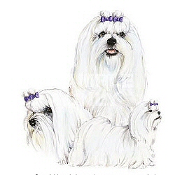 Maltese group