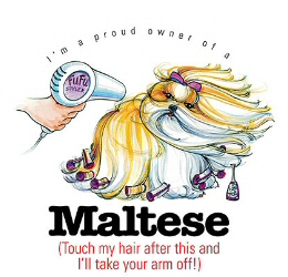 Maltese