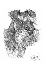 Miniature schnauzer