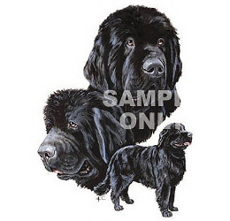 Newfoundland group