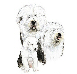 Old English sheepdogs