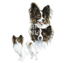 Papillon group
