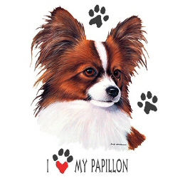 I love my papillon
