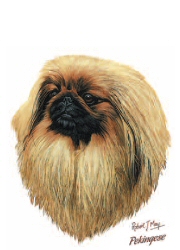 Pekinese