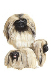 Pekingese group