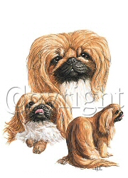 Pekingese