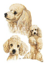 Poodle group