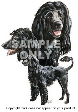 Portuguese water dog - 392