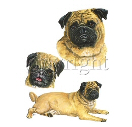 lifespan of a pug pug designs available on t shirts sweatshirts aprons cushions car sunscreens and bags lifespan of a pug pug designs available on t shirts sweatshirts aprons cushions car sunscreens and bags