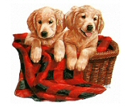 Puppies - 5703