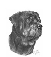 Rottweiler study