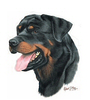 Rottweiler head