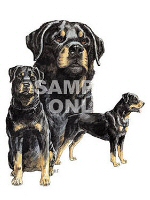 Rottweiler