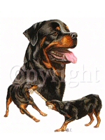 Rottweilers