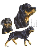 Rottweiler group