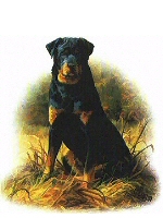 Rottweiler dog