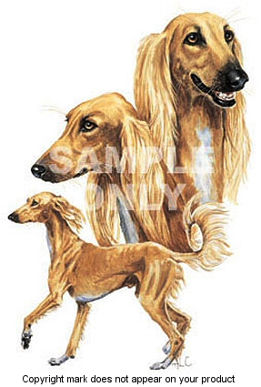 Saluki - 394
